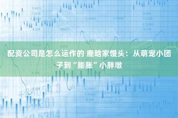 配资公司是怎么运作的 鹿晗家馒头：从萌宠小团子到“膨胀”小胖墩